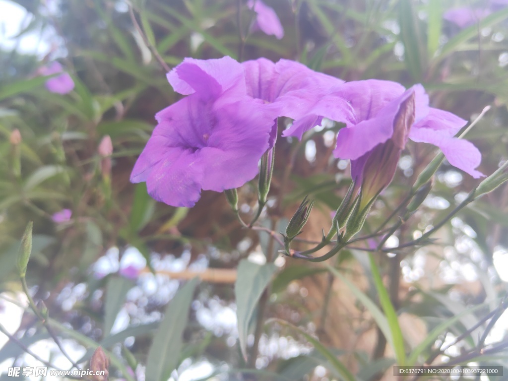 紫色 花朵 蝴蝶 粉色 小花