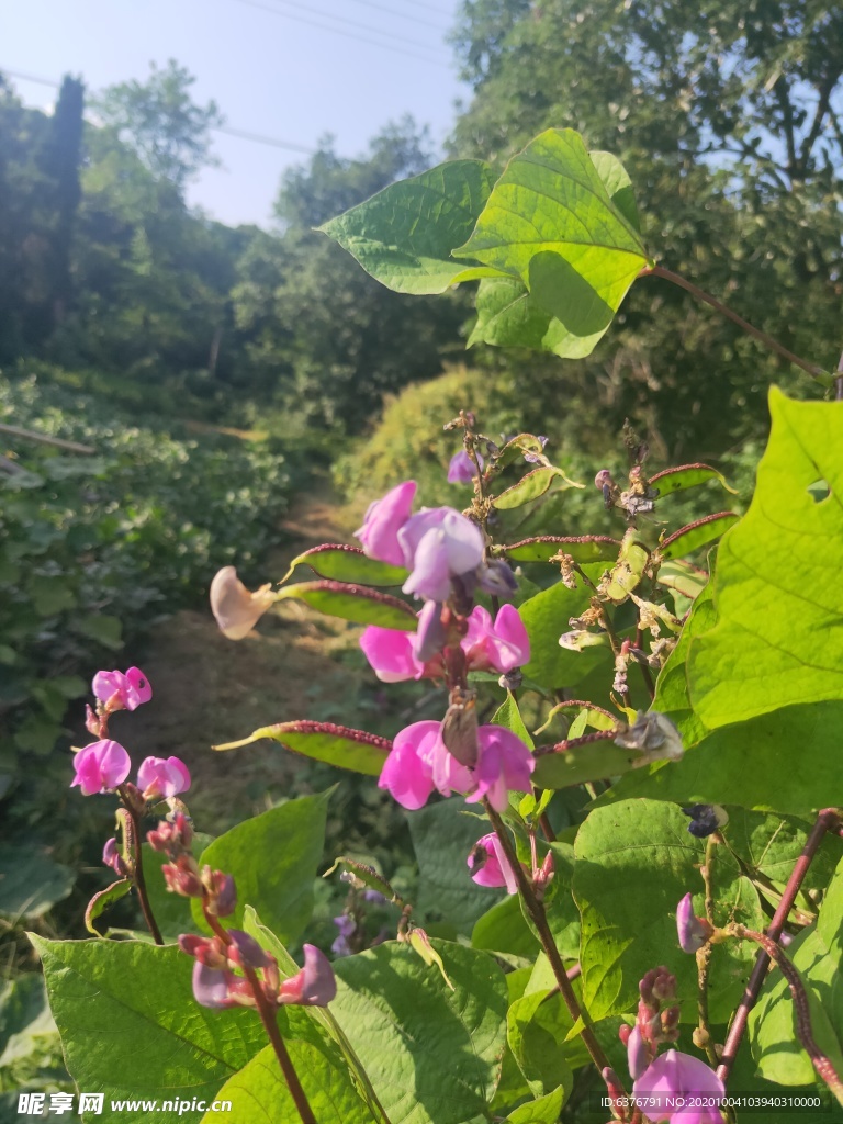 紫色 花朵 蝴蝶 粉色 小花