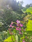 紫色 花朵 蝴蝶 粉色 小花