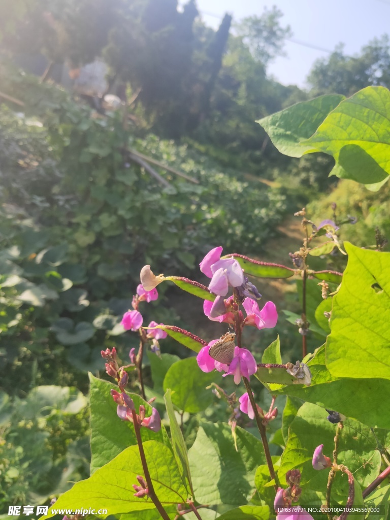 紫色 花朵 蝴蝶 粉色 小花