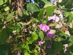 紫色 花朵 蝴蝶 粉色 小花
