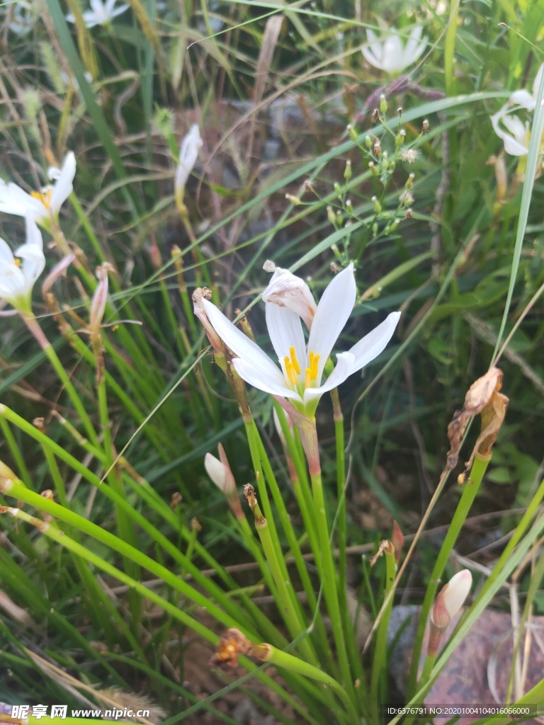 白色 花朵 葱莲 兰花 绿色