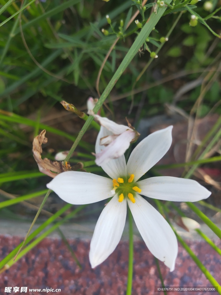 白色 花朵 葱莲 兰花 绿色