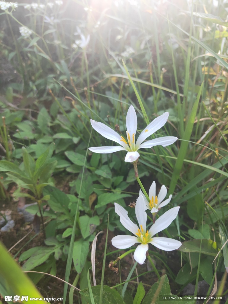 白色 花朵 葱莲 兰花 绿色