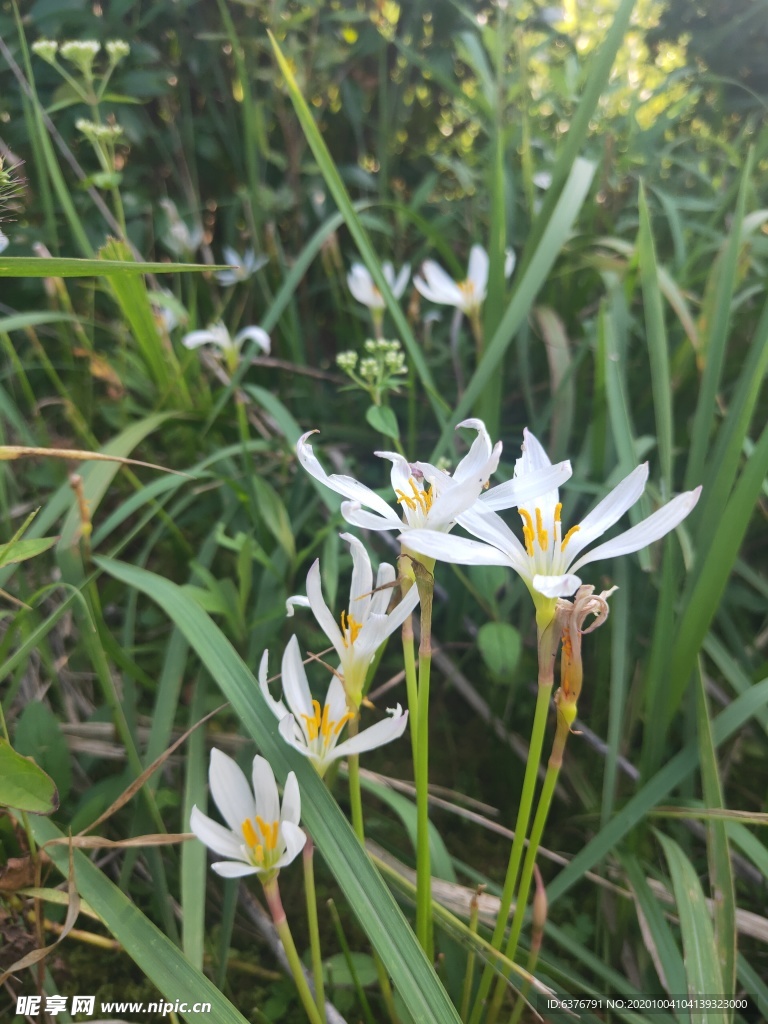 白色 花朵 葱莲 兰花 绿色