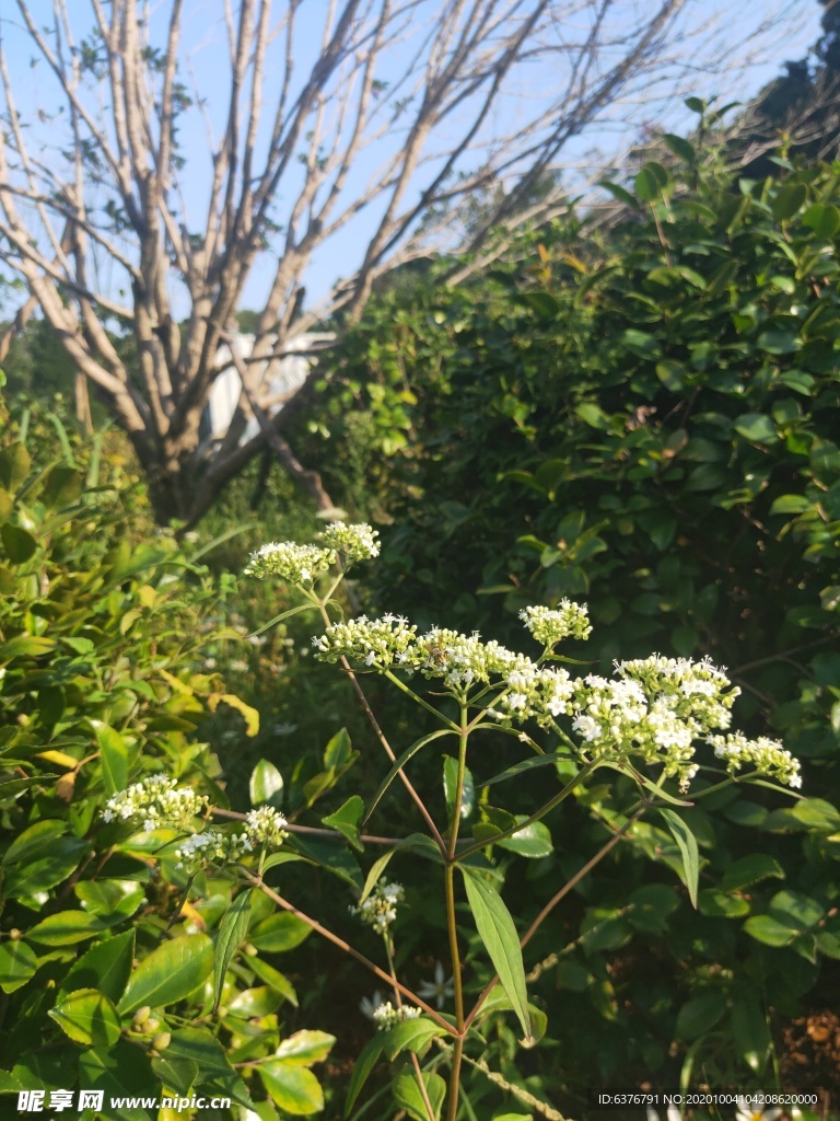 白色 花朵 绿色 野花 野草