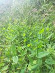 山野 绿色植物 草