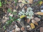 山野 绿色植物 白花 绿色