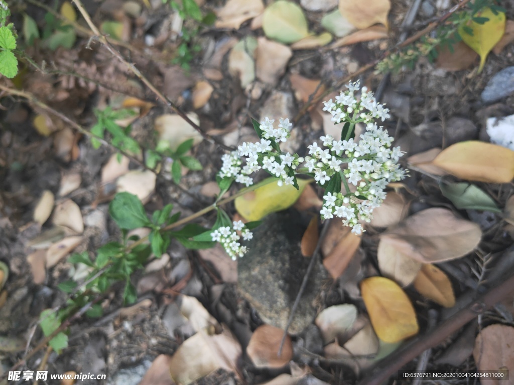 山野 绿色植物 白花 绿色