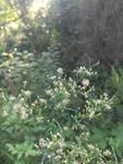 山野 绿色植物 白花 绿色