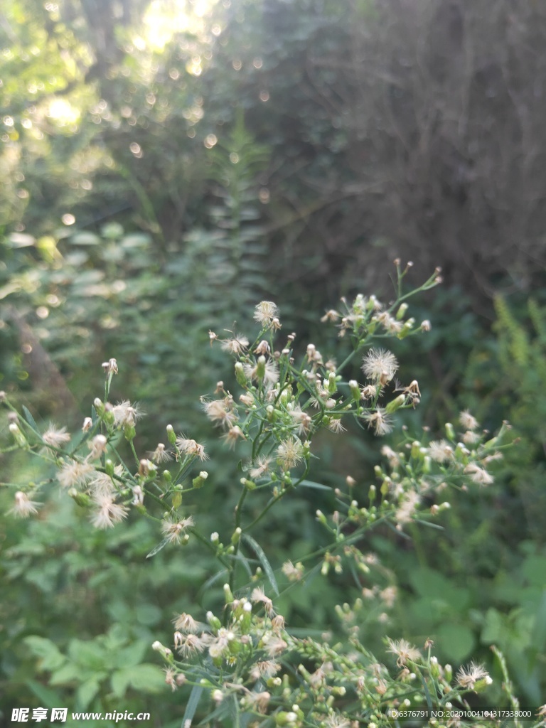 山野 绿色植物 白花 绿色