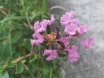 路边野花 紫色 小花 绿色