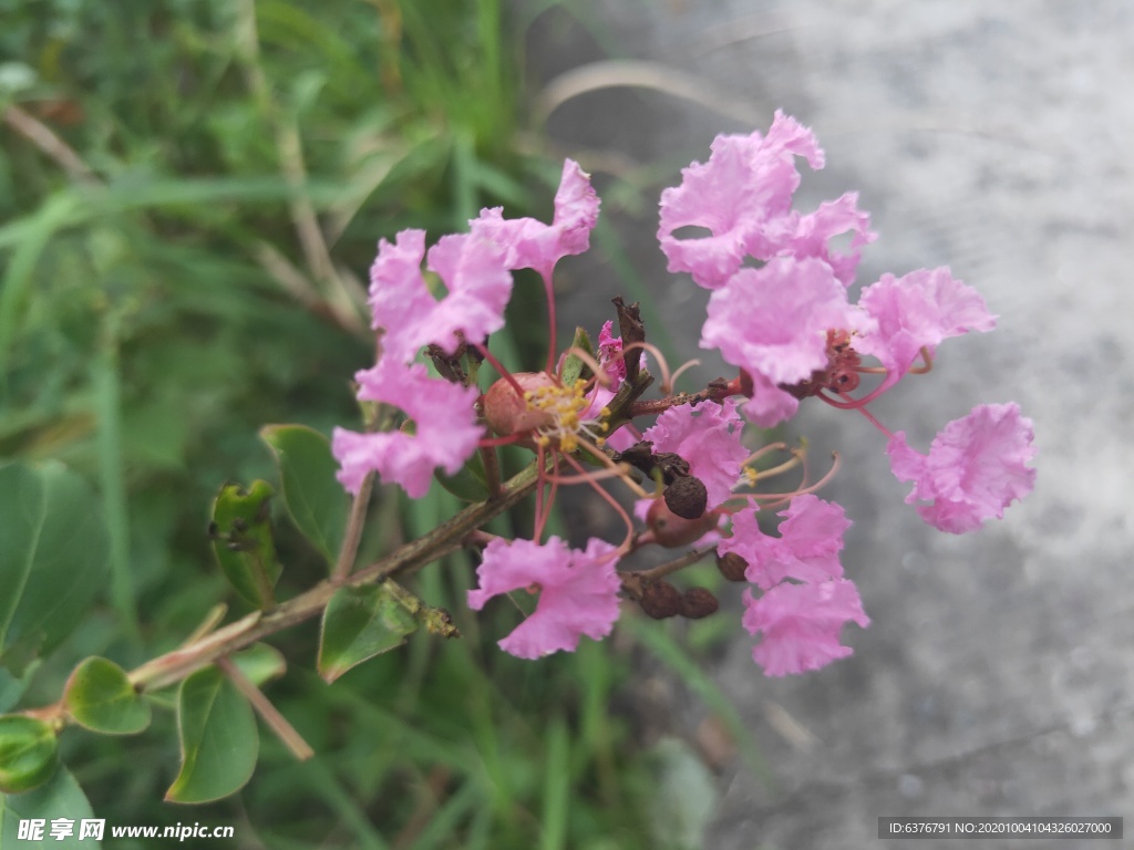 路边野花 紫色 小花 绿色