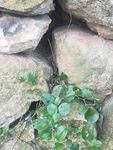 山野 绿色植物 草 植物 绿色