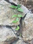 山野 绿色植物 草 植物 绿色