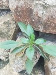 山野 绿色植物 草 植物 绿色