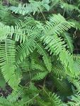 山野 绿色植物 草 植物 绿色