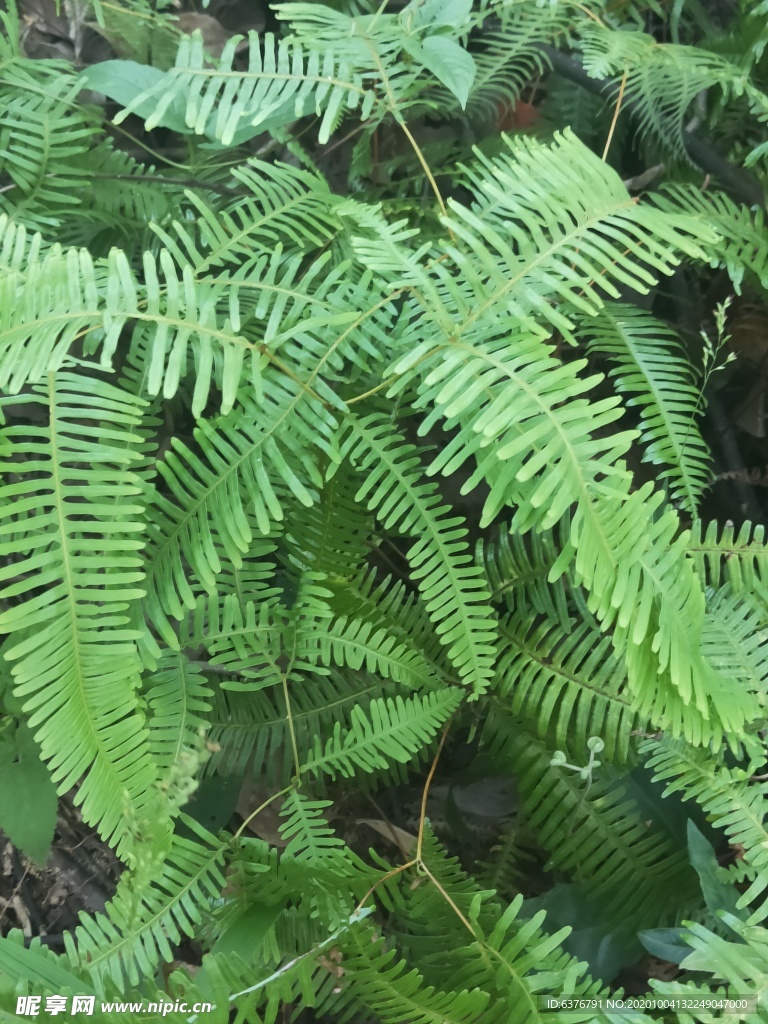 山野 绿色植物 草 植物 绿色