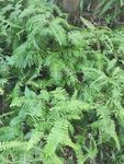 山野 绿色植物 草 植物 绿色