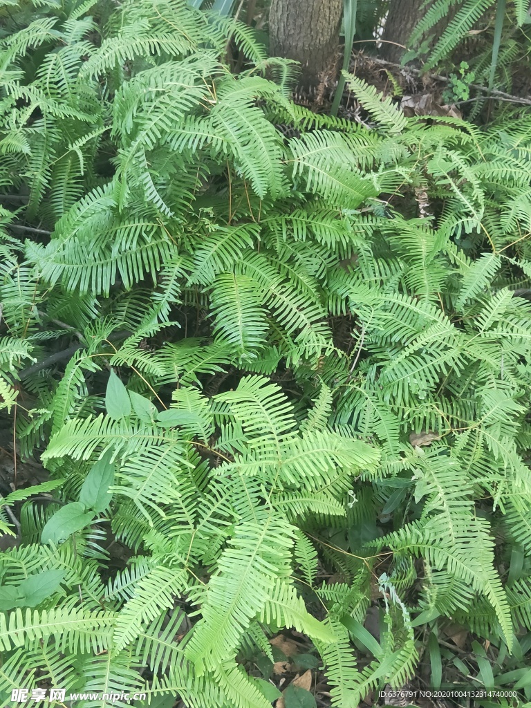 山野 绿色植物 草 植物 绿色