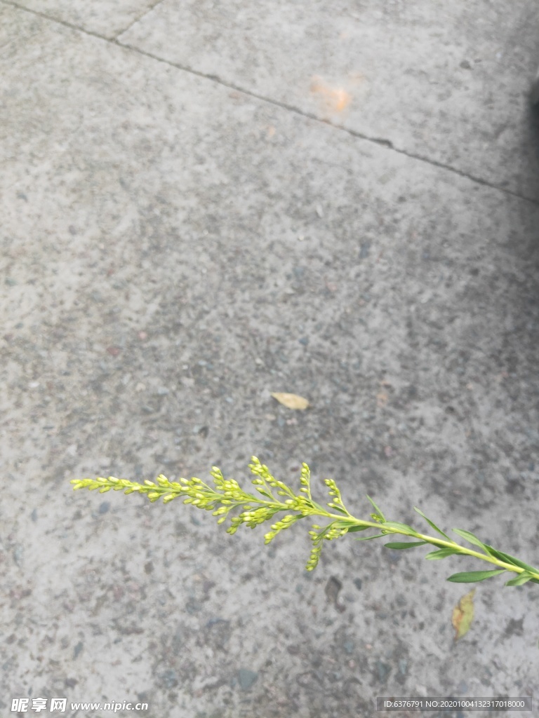 山野 绿色植物 草 植物 绿色