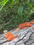 野生 毒蘑菇 黄色