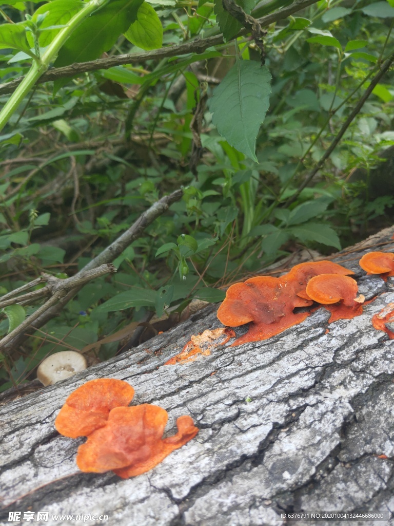 野生 毒蘑菇 黄色