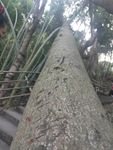 山野 绿色植物 树 大树 树纹