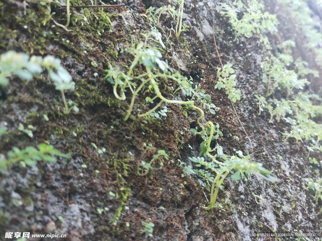 山野 绿色植被 小草 草 墙