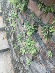 山野 绿色植被 小草 草 墙