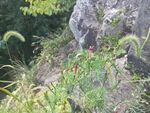 粉色 小花 小草 针尖草 无名