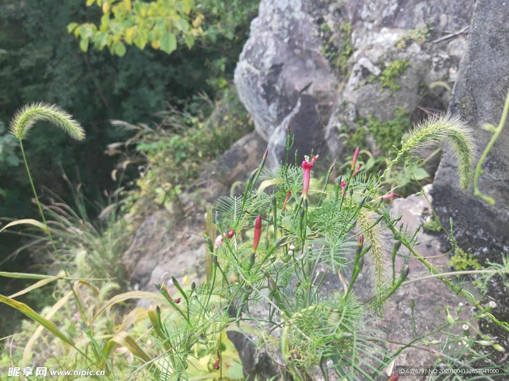 粉色 小花 小草 针尖草 无名