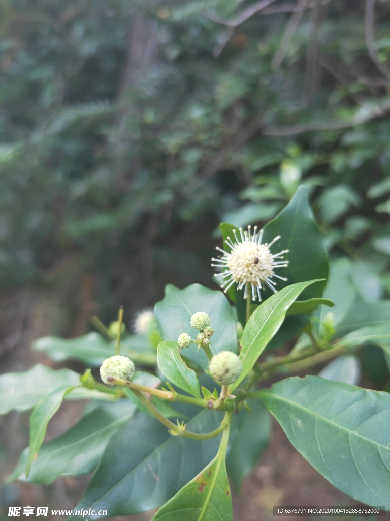 山野 绿色植被 白花 花球