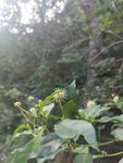 山野 绿色植被 白花 花球 小