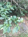 山野 绿色植被 白花 花球 小