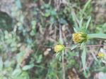 山野 绿色植被 黄花 二朵花