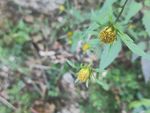 山野 绿色植被 黄花 二朵花