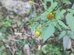 山野 绿色植被 黄花 二朵花