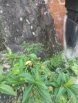 山野 绿色植被 花 草 花草