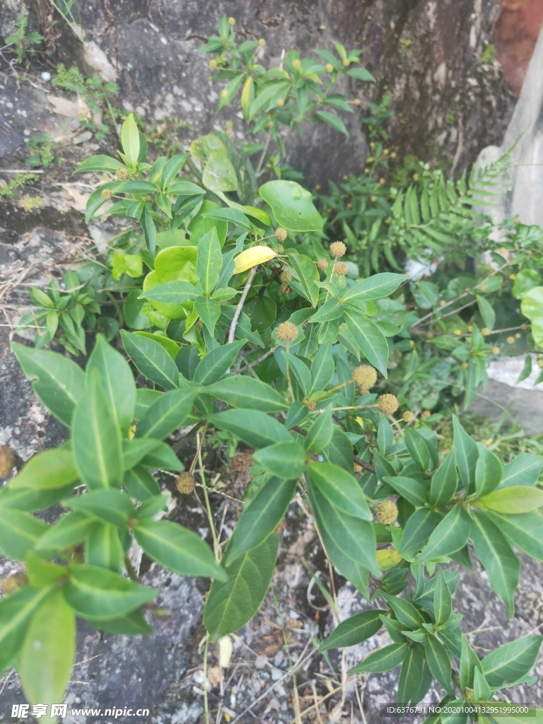 山野 绿色植被 花 草 花草