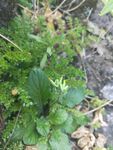 山野 绿色植被 花草