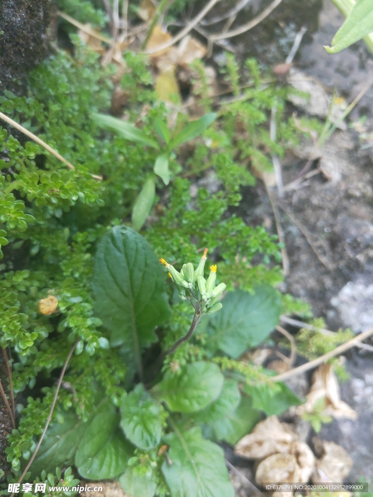 山野 绿色植被 花草