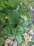 山野 绿色植被  花草