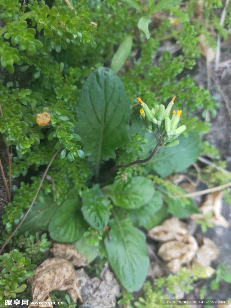 山野 绿色植被  花草