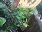 山野 绿色植被 花 草