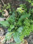 山野 绿色植被  花草