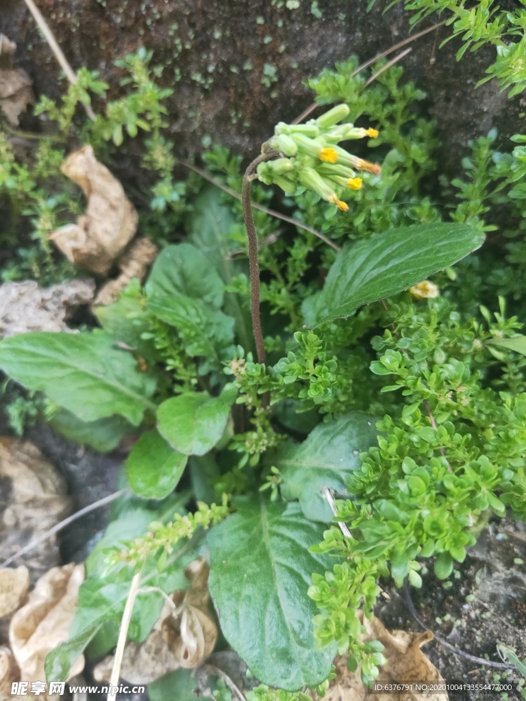 山野 绿色植被  花草