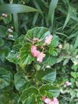山野 绿色植被 粉色花 蝴蝶花