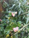 山野 绿色植被 粉色花 蝴蝶花