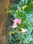 山野 绿色植被 粉色花 蝴蝶花